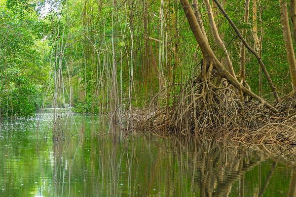 Caribbean-Trinidad Caroni Swamp scenic